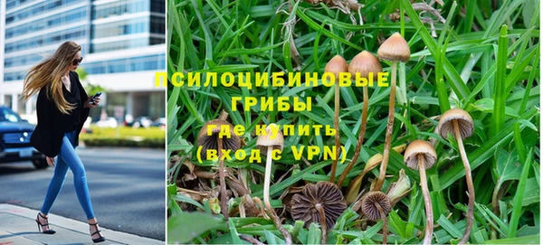прущие грибы Абдулино
