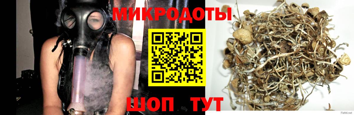 Псилоцибиновые грибы Cubensis Орск
